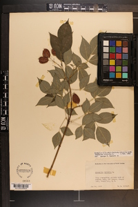 Staphylea trifolia image