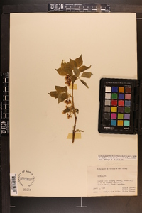 Staphylea trifolia image