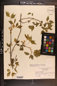 Staphylea trifolia image