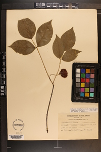 Staphylea trifolia image