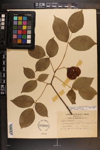 Staphylea trifolia image