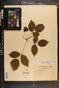 Staphylea trifolia image