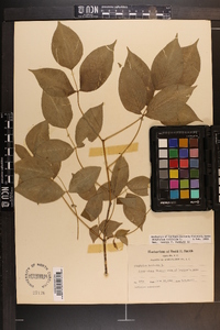 Staphylea trifolia image