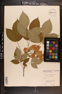 Staphylea trifolia image