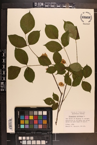 Staphylea trifolia image