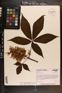 Aesculus flava image