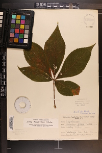 Aesculus flava image