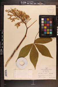 Aesculus flava image