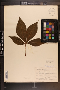 Aesculus flava image