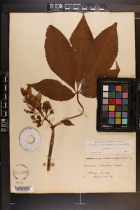 Aesculus flava image