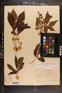 Aesculus flava image