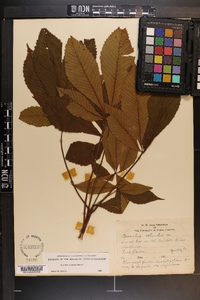 Aesculus flava image