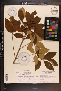 Aesculus sylvatica image