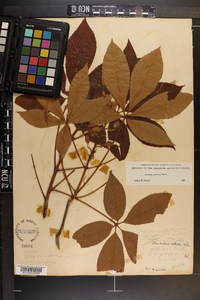 Aesculus sylvatica image