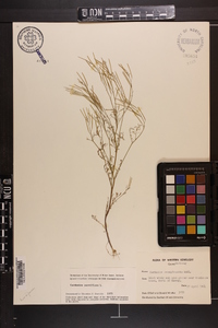 Cardamine parviflora image