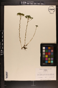 Polygala ramosa image