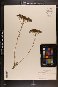 Polygala ramosa image