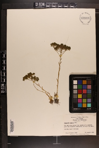 Polygala ramosa image