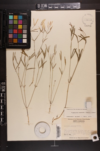 Euphorbia exserta image