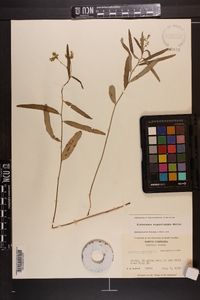 Euphorbia pubentissima image