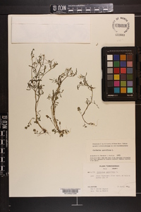 Cardamine parviflora image