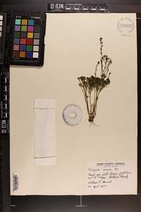 Polygala ramosa image