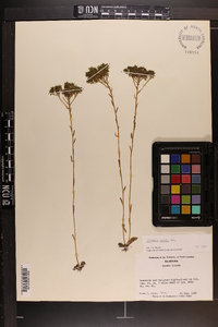 Polygala ramosa image