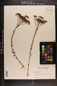 Polygala ramosa image