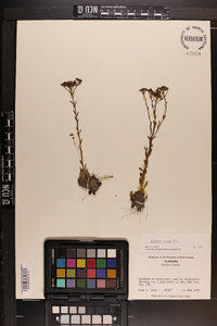 Polygala ramosa image