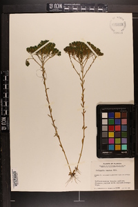 Polygala ramosa image