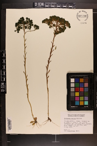 Polygala ramosa image