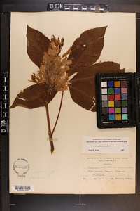 Aesculus sylvatica image