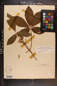 Aesculus sylvatica image