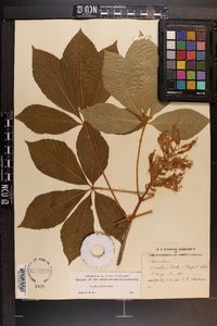 Aesculus sylvatica image