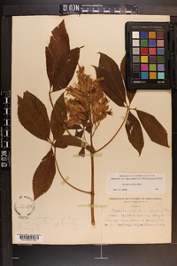 Aesculus sylvatica image