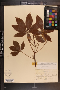 Aesculus sylvatica image