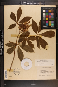 Aesculus sylvatica image