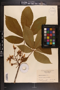 Aesculus sylvatica image