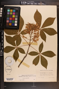 Aesculus sylvatica image