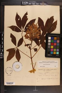 Aesculus sylvatica image