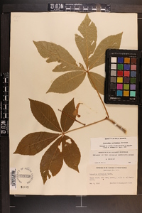 Aesculus sylvatica image