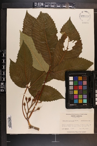 Aesculus sylvatica image