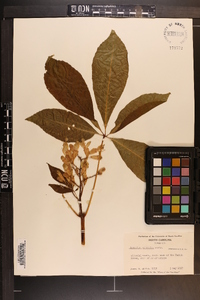 Aesculus sylvatica image