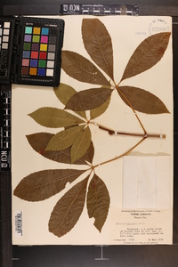 Aesculus sylvatica image