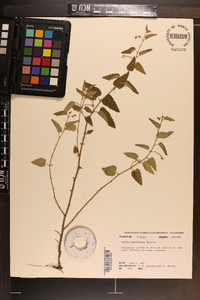 Tragia urticifolia image