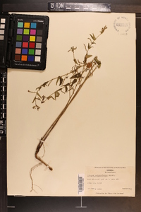 Tragia urticifolia image