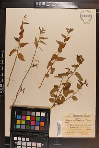 Tragia urticifolia image