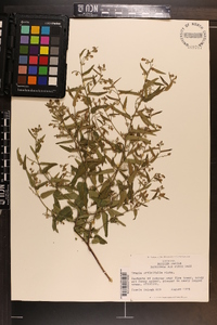 Tragia urticifolia image