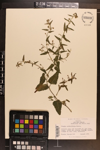 Tragia urticifolia image