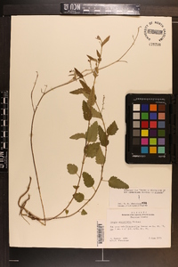 Tragia urticifolia image